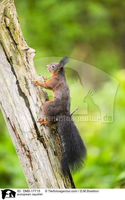 Europ�isches Eichh�rnchen / european squirrel / DMS-17715