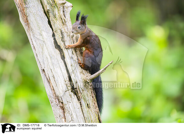 Europ�isches Eichh�rnchen / european squirrel / DMS-17718