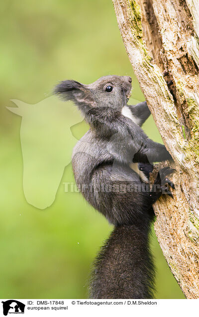 Europ�isches Eichh�rnchen / european squirrel / DMS-17848