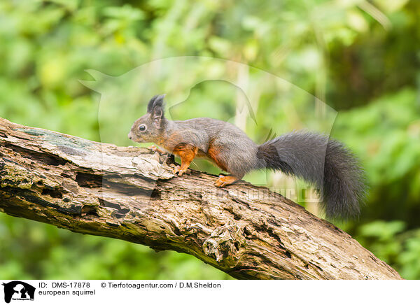 Europ�isches Eichh�rnchen / european squirrel / DMS-17878