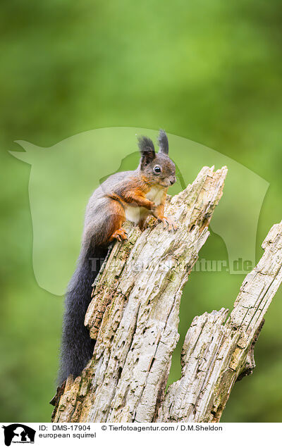Europ�isches Eichh�rnchen / european squirrel / DMS-17904