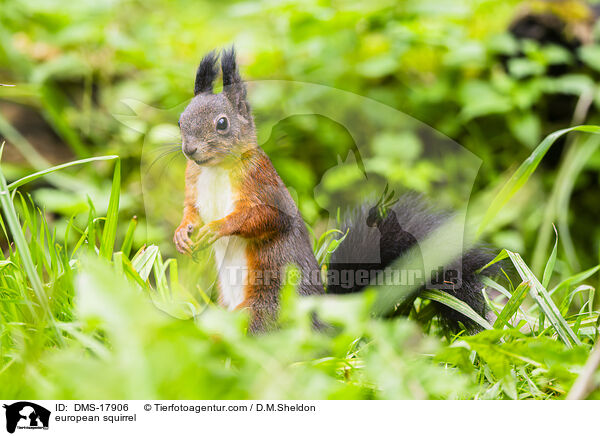 Europ�isches Eichh�rnchen / european squirrel / DMS-17906