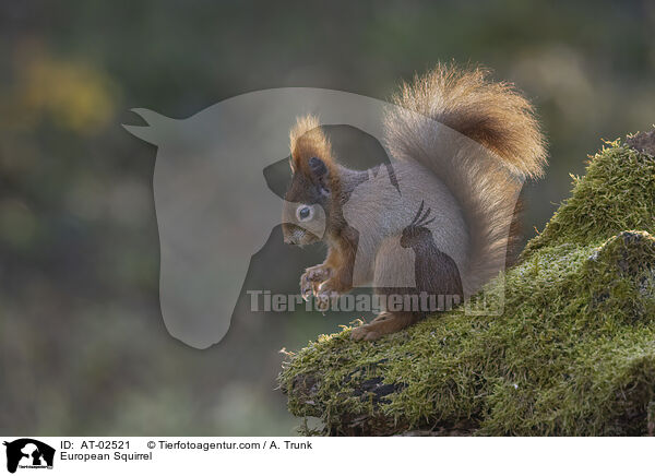 Europ�isches Eichh�rnchen / European Squirrel / AT-02521