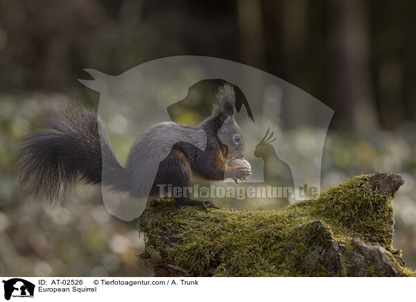 European Squirrel / AT-02526
