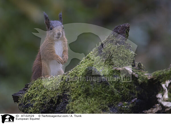 Europ�isches Eichh�rnchen / European Squirrel / AT-02529