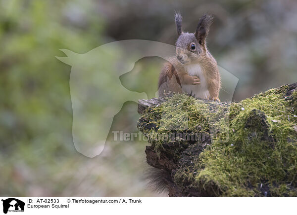 Europ�isches Eichh�rnchen / European Squirrel / AT-02533