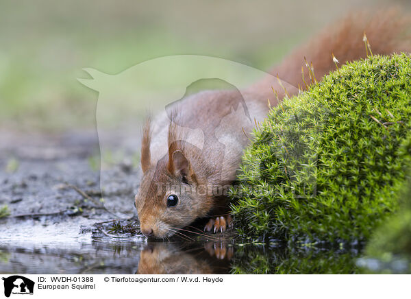 Europ�isches Eichh�rnchen / European Squirrel / WVDH-01388