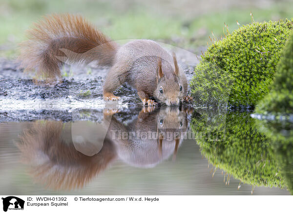 Europ�isches Eichh�rnchen / European Squirrel / WVDH-01392