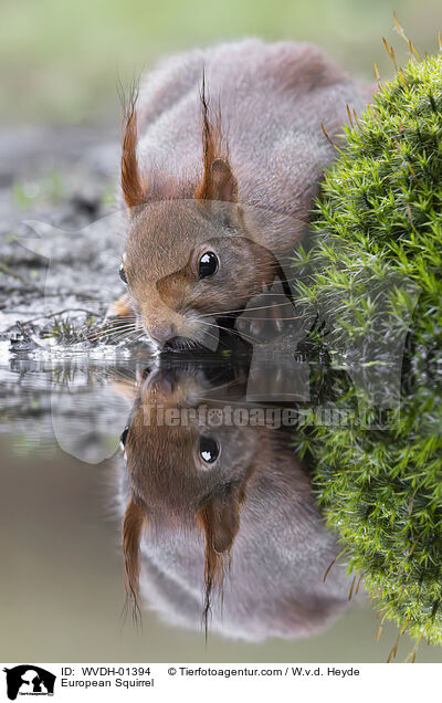 Europ�isches Eichh�rnchen / European Squirrel / WVDH-01394
