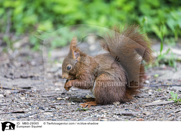 European Squirrel / MBS-29065