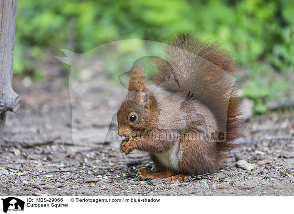 European Squirrel / MBS-29066