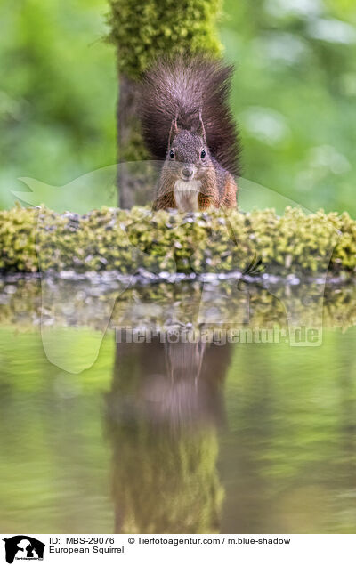 Europ�isches Eichh�rnchen / European Squirrel / MBS-29076