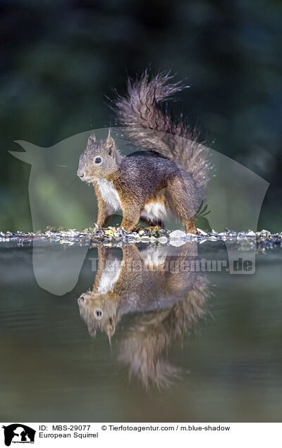 Europ�isches Eichh�rnchen / European Squirrel / MBS-29077