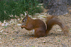 red squirrel