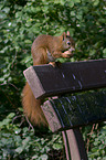 red squirrel