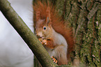 red squirrel