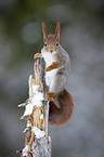 red squirrel