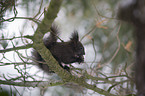 Eurasian red squirrel