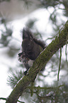 Eurasian red squirrel