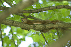 Eurasian red squirrel