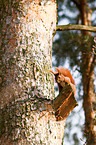 red squirrel