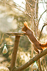red squirrel
