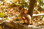 red squirrel