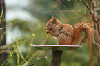 Eurasian red squirrel