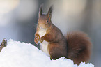 red squirrel