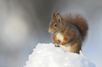 red squirrel