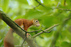 Eurasian red squirrel