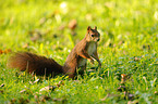 red squirrel