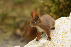 Eurasian red squirrel