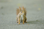 Eurasian red squirrel