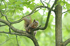 Eurasian red squirrel