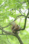 Eurasian red squirrel