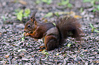 Eurasian red squirrel