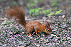 Eurasian red squirrel