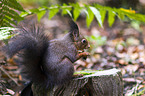 Eurasian red squirrel