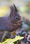 Eurasian red squirrel