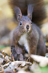 Eurasian red squirrel