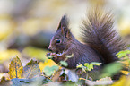 Eurasian red squirrel