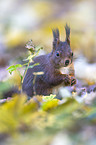 Eurasian red squirrel