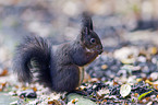 Eurasian red squirrel