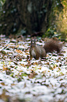 red squirrel