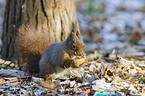 red squirrel