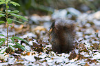 red squirrel