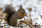 red squirrel