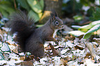 red squirrel