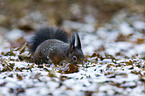 red squirrel